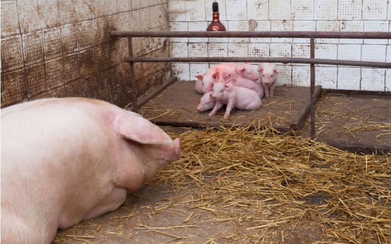 Giá heo hơi hôm nay 12/6 tại miền Bắc Giá heo hơi hôm nay 12/6 tại miền Bắc