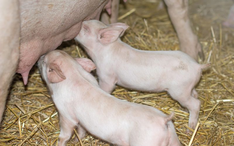 Giá heo hơi hôm nay 12/6 tại miền Trung, Tây Nguyên Giá heo hơi hôm nay 12/6 tại miền Trung, Tây Nguyên