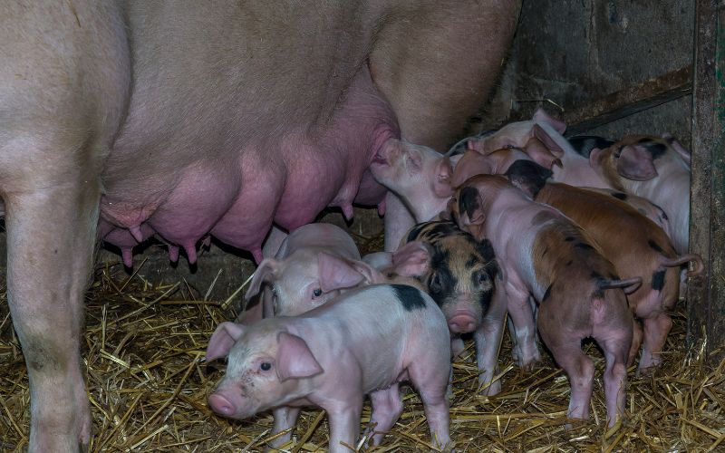 Giá heo hơi hôm nay 12/6 tại miền Nam Giá heo hơi hôm nay 12/6 tại miền Nam