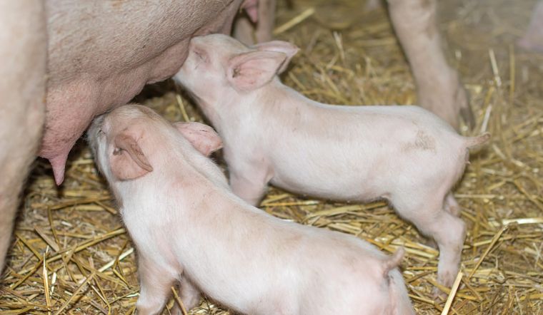 Giá heo hơi hôm nay 12/6: Ổn định cả ba miền