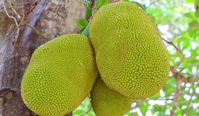 Giá mít Thái hôm nay 12/6/2023: Duy trì ở mức cực thấp