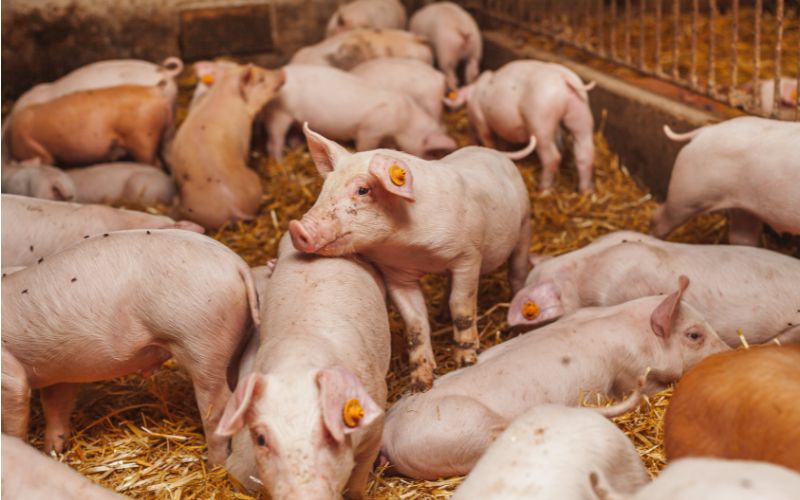 Giá heo hơi hôm nay 13/6 tại miền Bắc Giá heo hơi hôm nay 13/6 tại miền Bắc