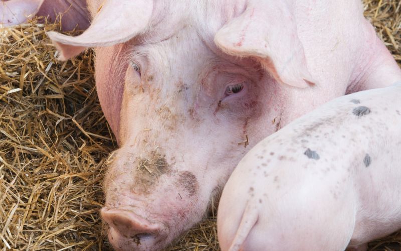 Giá heo hơi hôm nay 13/6 tại miền Trung, Tây Nguyên Giá heo hơi hôm nay 13/6 tại miền Trung, Tây Nguyên