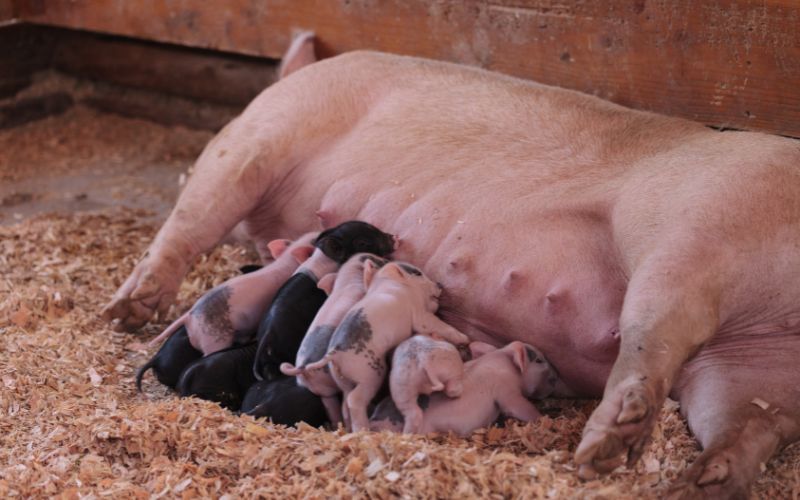 Giá heo hơi hôm nay 13/6 tại miền Nam Giá heo hơi hôm nay 13/6 tại miền Nam