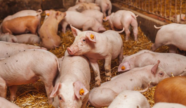 Giá heo hơi hôm nay 13/6: Tăng - giảm ở một vài nơi