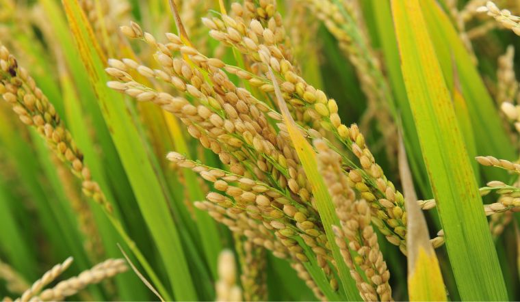 Giá lúa gạo hôm nay 13/6/2023: Vài giống nếp điều chỉnh giảm