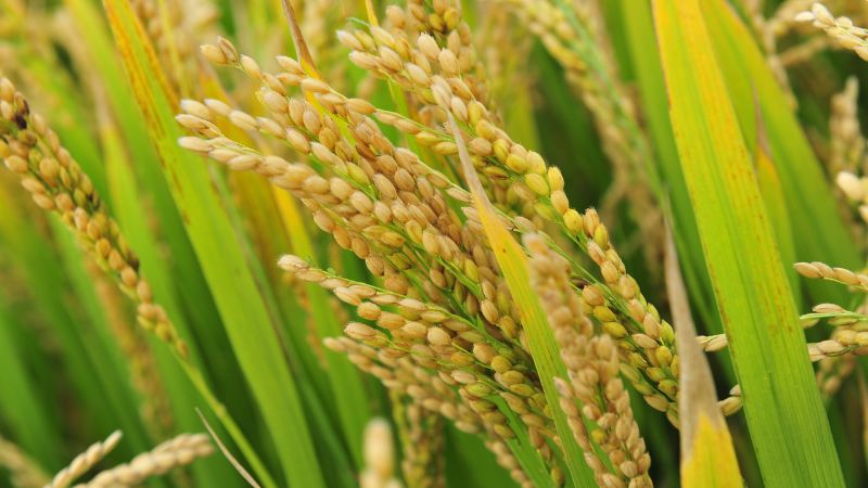 Giá lúa hôm nay 13/6