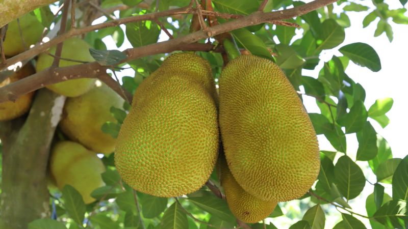 Giá mít Thái hôm nay 13/6/2023