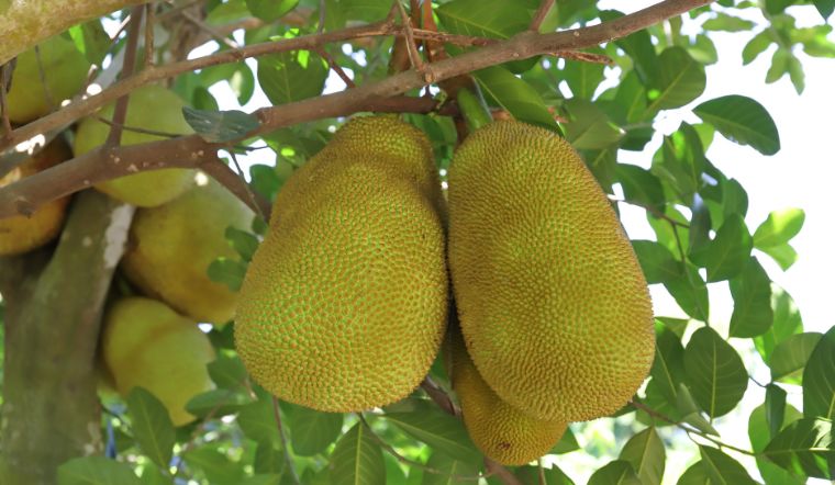 Giá mít Thái hôm nay 13/6/2023: Tăng 1.000 đồng/kg so với hôm qua