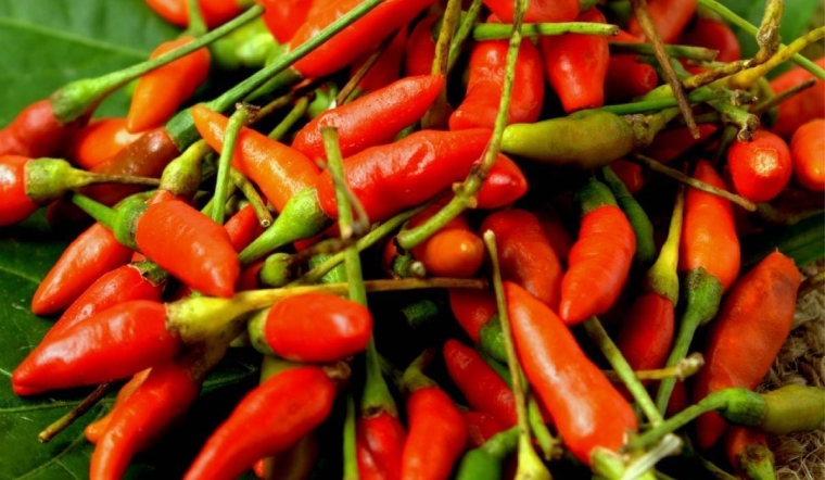 Giá ớt hôm nay 13/06/2023: Ớt xuất khẩu, ớt cổ nhất tăng đến 2.000 đồng/kg