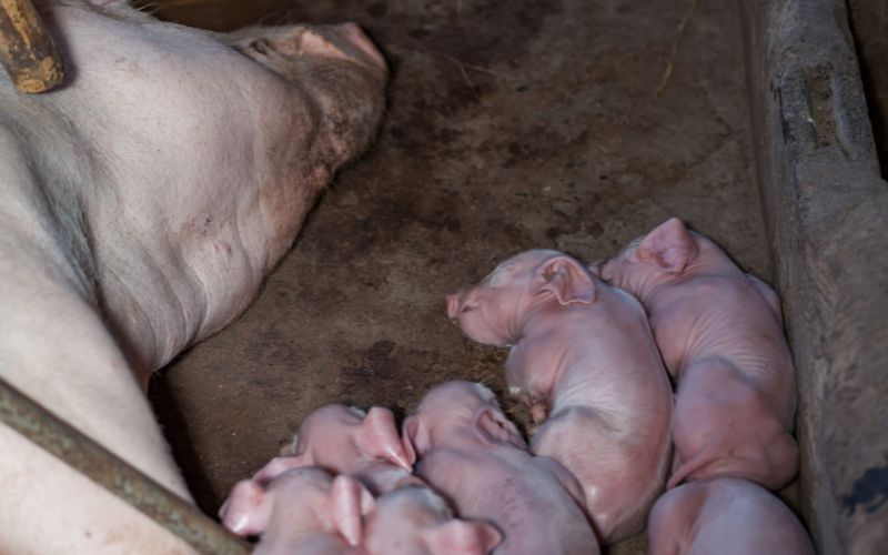 Giá heo hơi hôm nay 14/6 tại miền Trung, Tây Nguyên Giá heo hơi hôm nay 14/6 tại miền Trung, Tây Nguyên