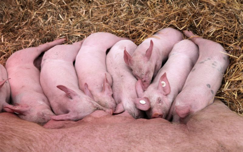 Giá heo hơi hôm nay 14/6 tại miền Nam Giá heo hơi hôm nay 14/6 tại miền Nam