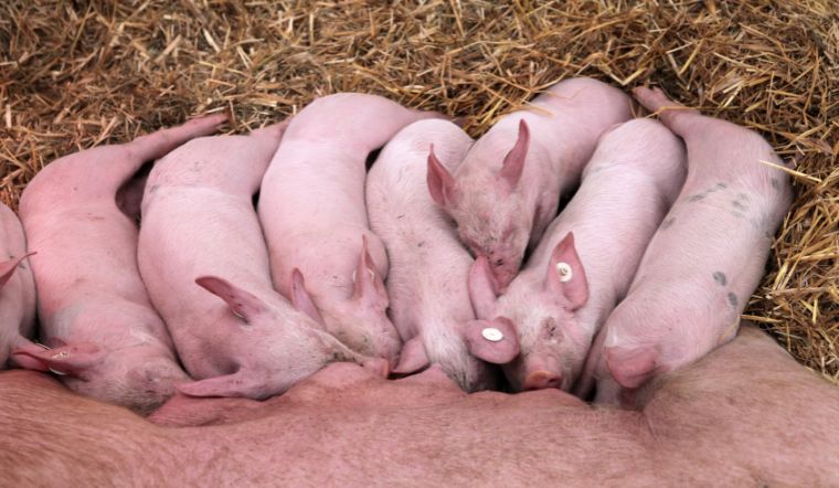 Giá heo hơi hôm nay 14/6: Tăng tại nhiều địa phương