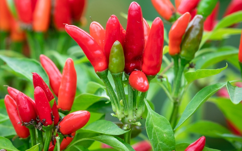 Giá ớt hôm nay 14/06 cập nhật mới nhất Giá ớt hôm nay 14/06 cập nhật mới nhất