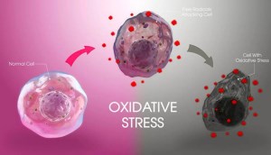 Stress oxy hóa là gì? Cách ngăn ngừa stress oxy hóa