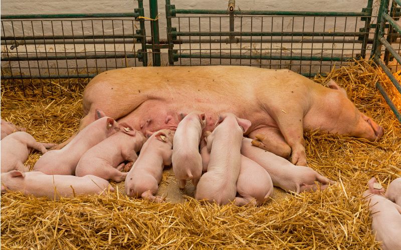 Giá heo hơi hôm nay 15/6 tại miền Bắc Giá heo hơi hôm nay 15/6 tại miền Bắc