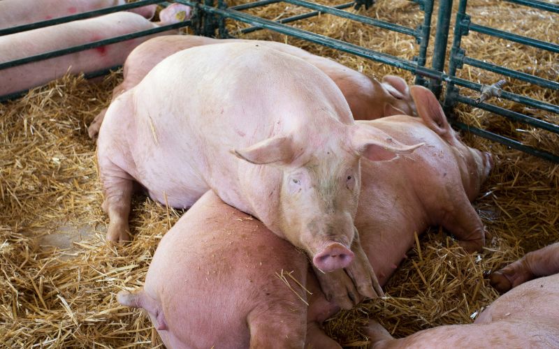 Giá heo hơi hôm nay 15/6 tại miền Trung, Tây Nguyên Giá heo hơi hôm nay 15/6 tại miền Trung, Tây Nguyên