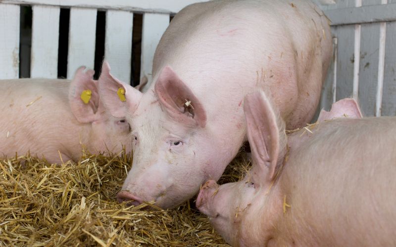 Giá heo hơi hôm nay 15/6 tại miền Nam Giá heo hơi hôm nay 15/6 tại miền Nam