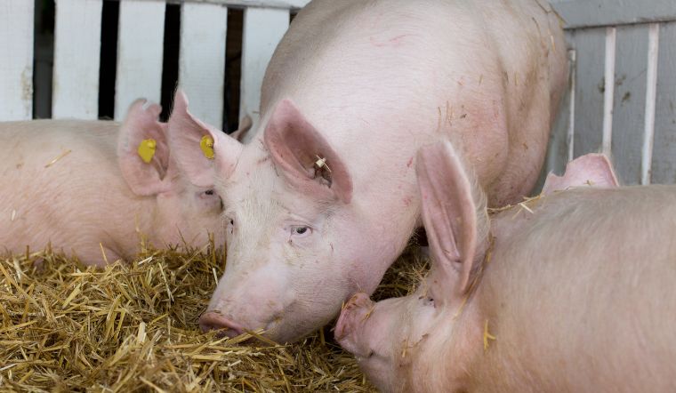 Giá heo hơi hôm nay 15/6: Tăng trên diện rộng