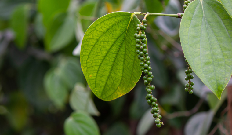 Giá tiêu hôm nay 15/6/2023: Bất ngờ giảm 500 đồng/kg tại Đông Nam Bộ