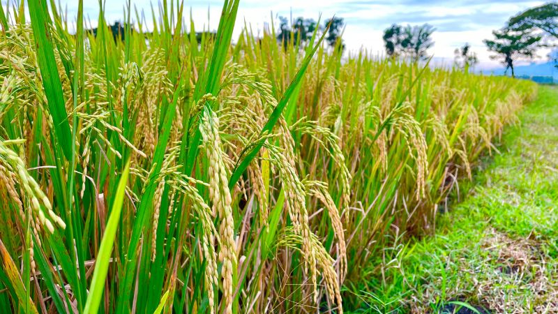 Giá lúa hôm nay 15/6