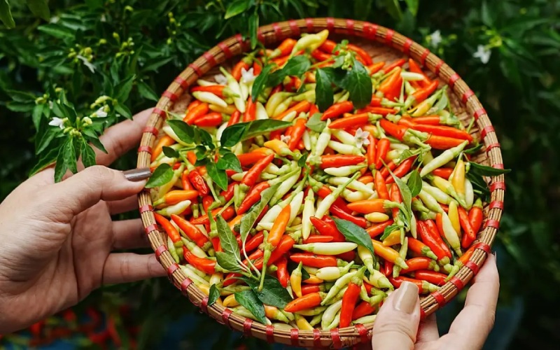 Giá ớt hôm nay 15/06 Giá ớt hôm nay 15/06