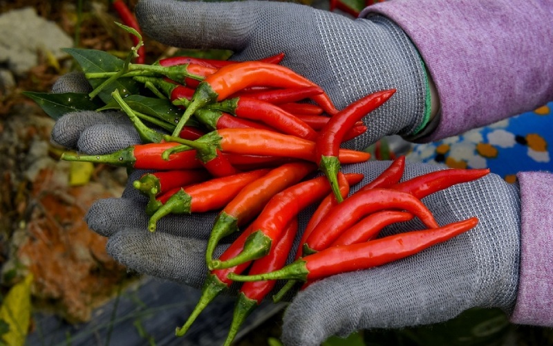 Giá ớt hôm nay 15/06 cập nhật mới nhất Giá ớt hôm nay 15/06 cập nhật mới nhất