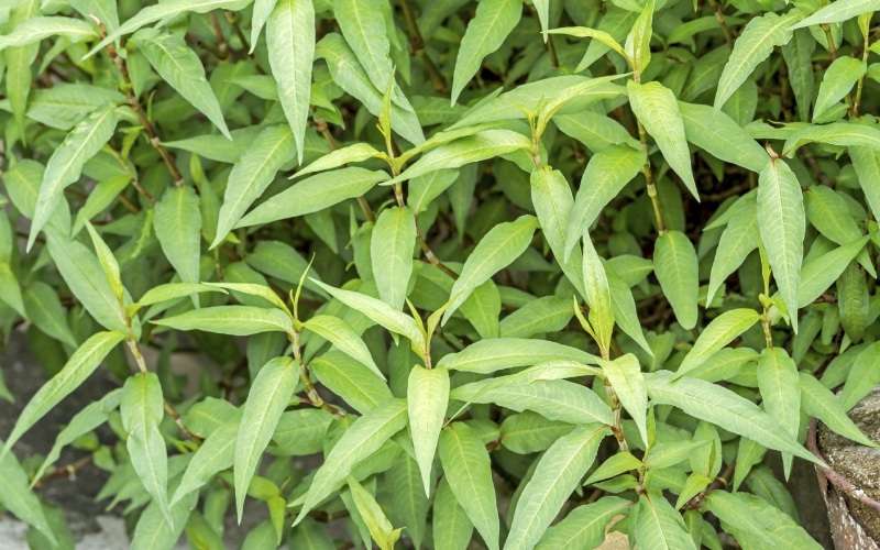 Lợi ích của rau răm