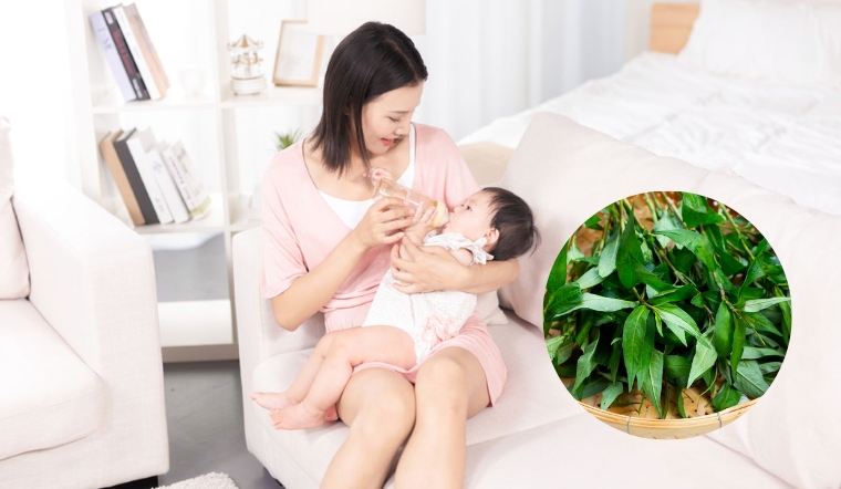 Mẹ sau sinh ăn rau răm được không? Có mất sữa không?