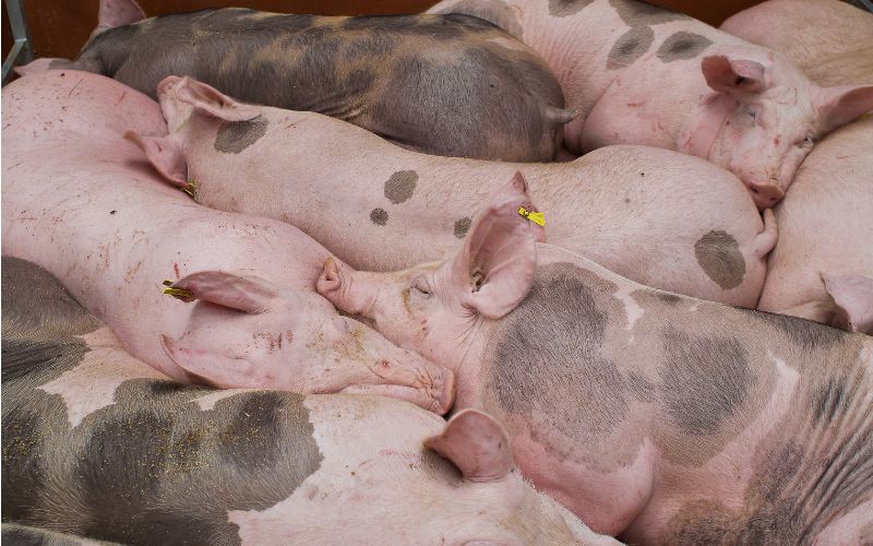 Giá heo hơi hôm nay 16/6 tại miền Bắc