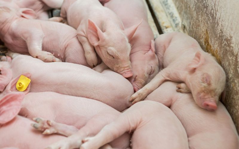 Giá heo hơi hôm nay 16/6 tại miền Trung, Tây Nguyên