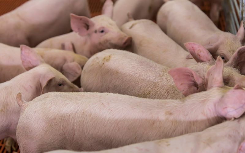 Giá heo hơi hôm nay 16/6 tại miền Nam