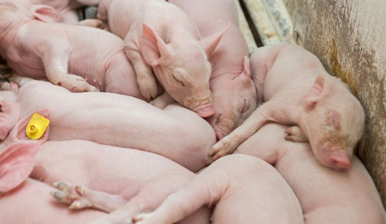 Giá heo hơi hôm nay 16/6: Biến động từ 1.000 - 3.000 đồng/kg