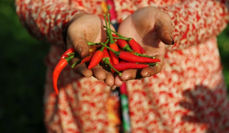 Giá ớt hôm nay 16/06/2023: Giảm thêm từ 2.000 - 5.000 đồng/kg