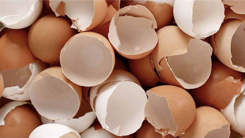 Eggshells