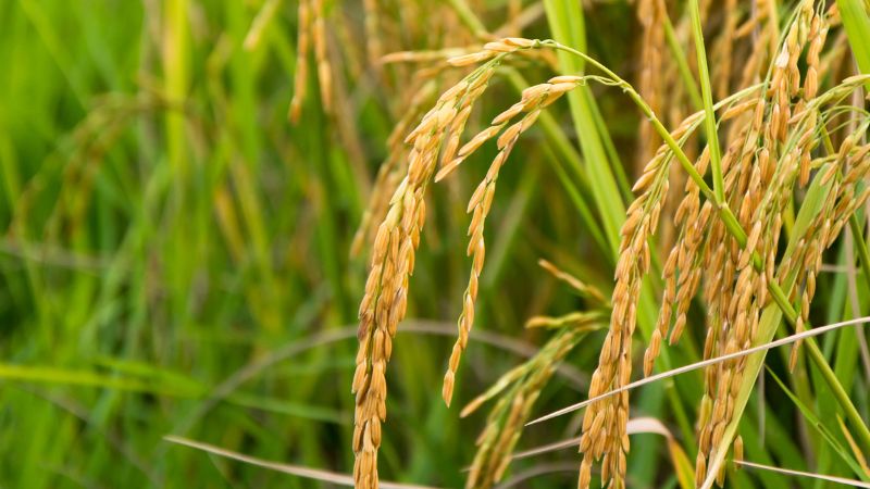 Giá lúa hôm nay 17/6