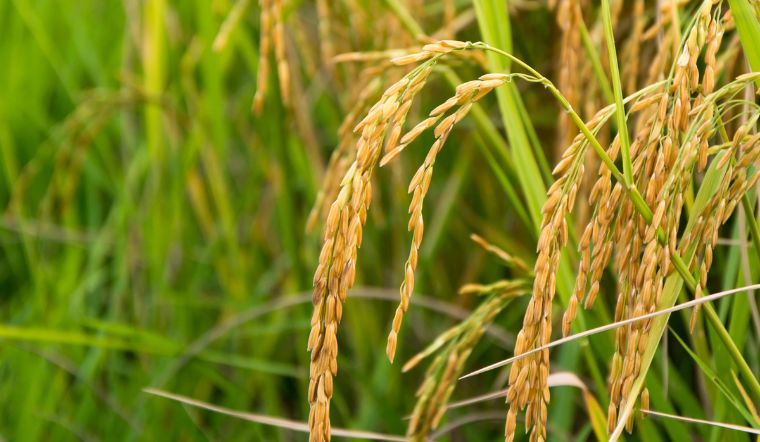 Giá lúa gạo hôm nay 17/6/2023: Ổn định trong ngày cuối tuần