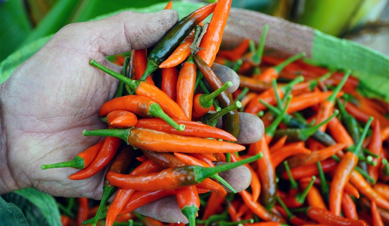 Giá ớt hôm nay 17/06/2023: Yên ắng ngày cuối tuần