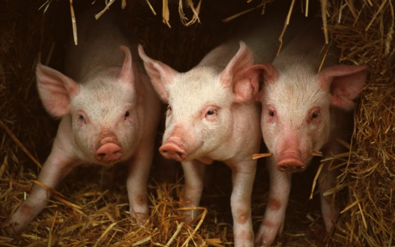 Giá heo hơi hôm nay 19/6 tại miền Trung, Tây Nguyên