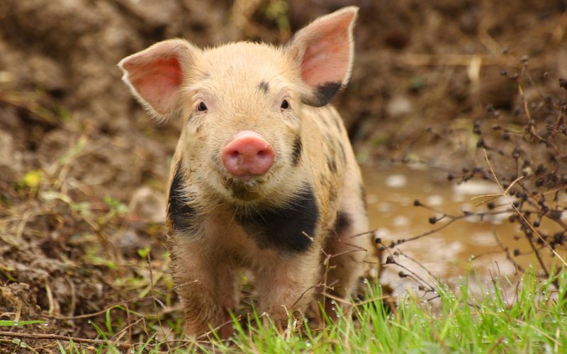 Giá heo hơi hôm nay 19/6 tại miền Nam