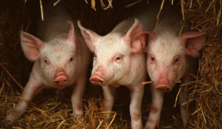 Giá heo hơi hôm nay 19/6: Đi ngang, cao nhất 63.000 đồng/kg