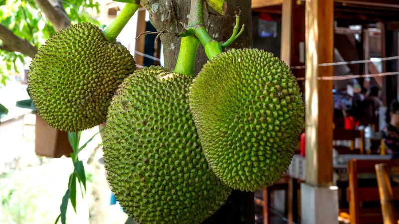 Giá mít Thái hôm nay 19/6/2023