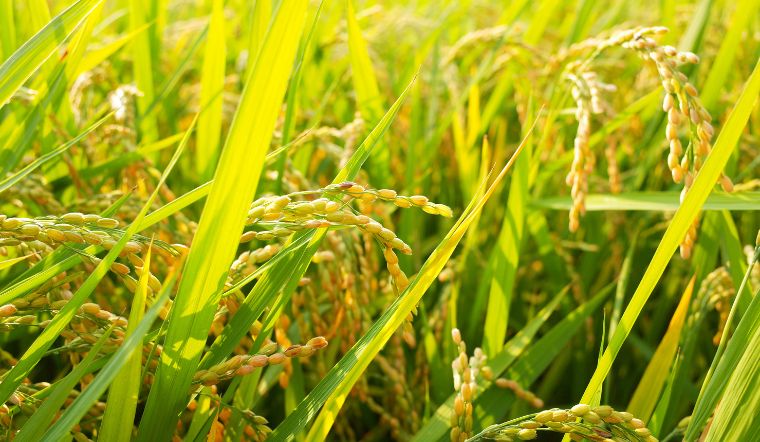 Giá lúa gạo hôm nay 19/6/2023: Không tăng không giảm