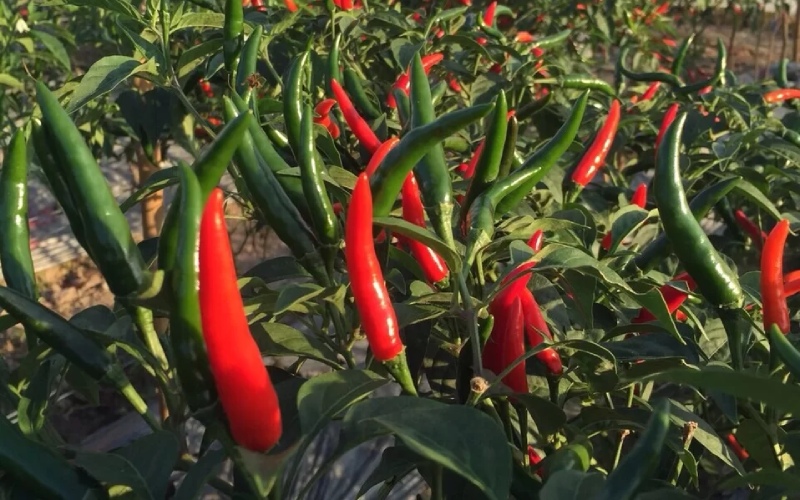 Giá ớt hôm nay 19/06/2023 mới nhất Giá ớt hôm nay 19/06/2023 mới nhất