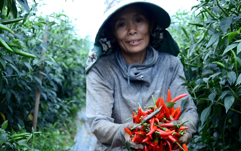 Giá ớt hôm nay 19/06 Giá ớt hôm nay 19/06