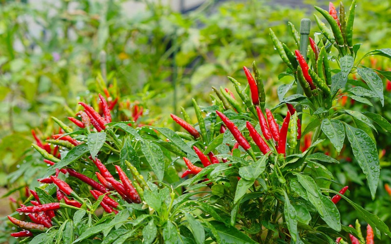 Giá ớt hôm nay 19/06 cập nhật mới nhất Giá ớt hôm nay 19/06 cập nhật mới nhất