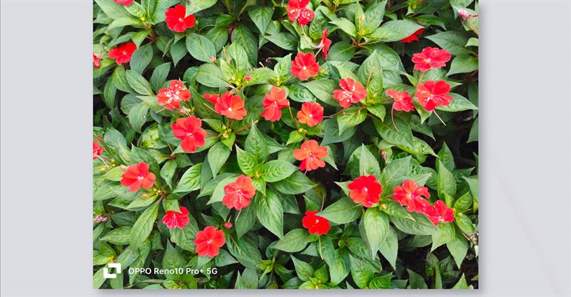 Đánh giá OPPO Reno10 Pro+ Đánh giá OPPO Reno10 Pro+