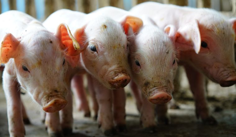 Giá heo hơi hôm nay 20/6: Tăng 2.000 đồng/kg tại một số nơi