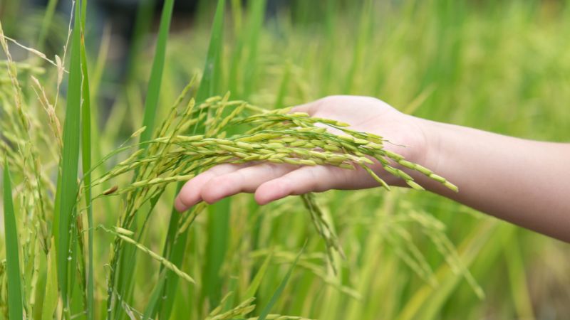 Giá lúa hôm nay 21/6