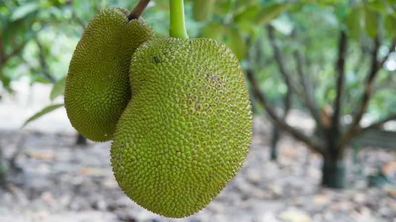 Giá mít Thái hôm nay 21/6/2023